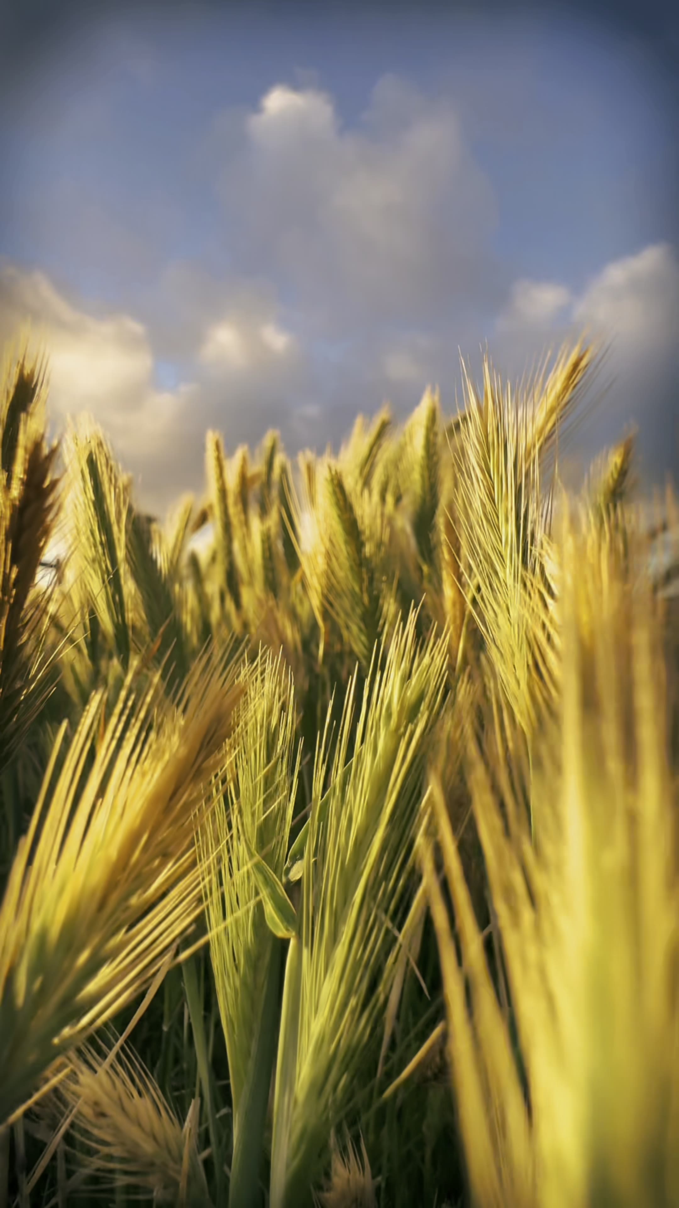 Fields of Gold